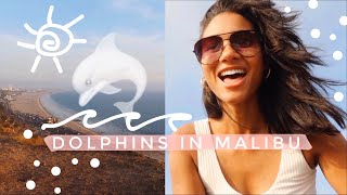 VLOG: dolphins in malibu, best beach lookout in LA, workout! 🐬🏝