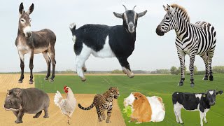Distinguishing Farm Animals: Donkey, Goat, Zebra, Hippo, Chicken, Cow - Farm Animal Sounds