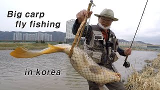 big carp fly fishing (이것이 잉어플라이 낚시다)
