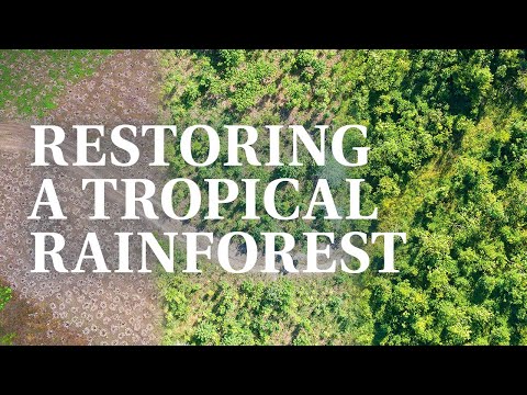 Propagate and Plant: Cassowary Conservation