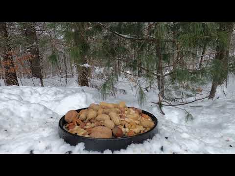 Tufted Titmice, Black-capped Chickadees, Dark-eyed Juncos