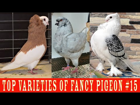 , title : 'Top Varieties Of Fancy Pigeon #15'