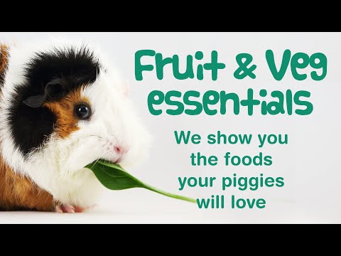 YouTube video about: Can guinea pigs eat gourds?