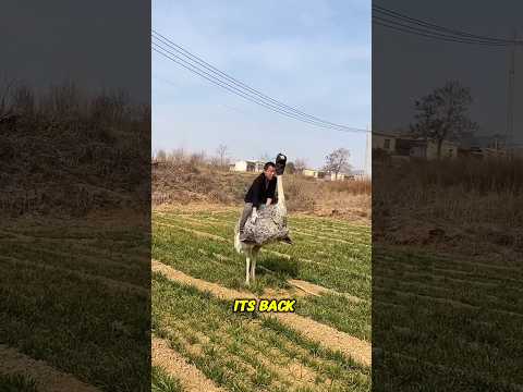 Man Revealed How to Ride an Ostrich Like a Pro😲😍👍#adventure #shorts #youtubeshorts #shortsfeed