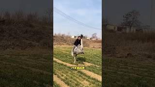 Man Revealed How to Ride an Ostrich Like a Pro😲😍👍#adventure #shorts #youtubeshorts #shortsfeed