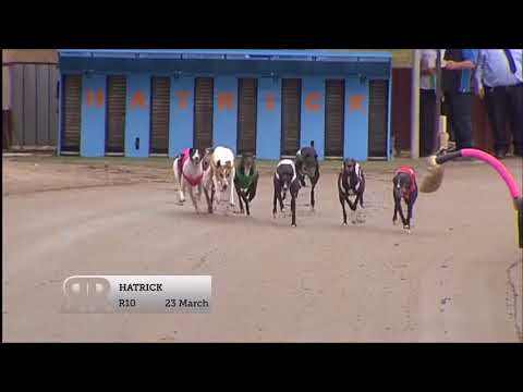 Greyhound So Unbelievable Rambo 2nd Place