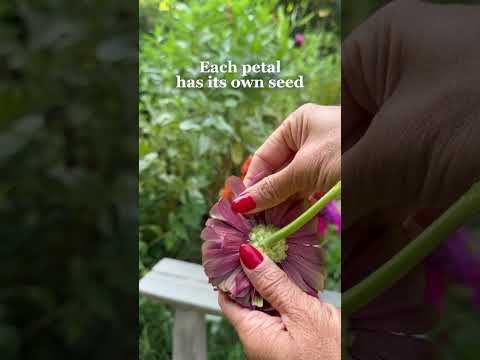 Wussten Sie, dass Sie aus nur einem Samen unzählige Zinnien züchten können? #Garten #Blumen #Same...