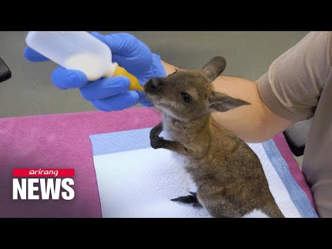 Three joeys make public debut at zoo in Chicago