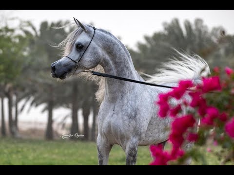 El Alya Stud - Basheer Al Waab