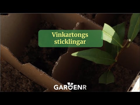 Wine box cuttings - Gardenhacks by GardenR