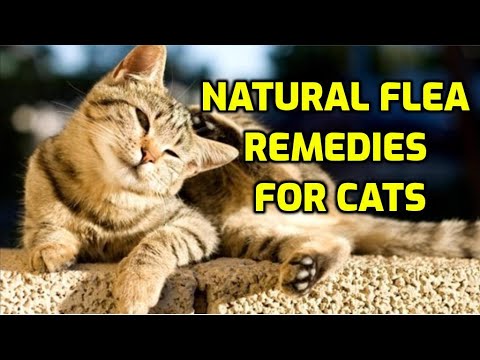 Cat Flea Treatment (10 Natural Ways!)