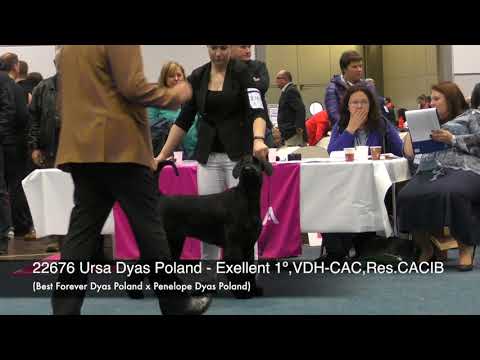 WDS'2017 Adult Females GS