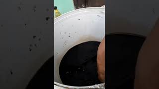 Download lagu Mengaplikasikan Asam Humat pada Tabulampot Jeruk Nagami yang Sedang Berbuah mp3