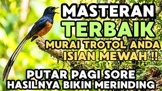 Download lagu Masteran Burung murai batu full isian tembakan - Tanpa Iklan mp3 Download lagu Masteran Burung murai batu full isian tembakan - Tanpa Iklan mp3