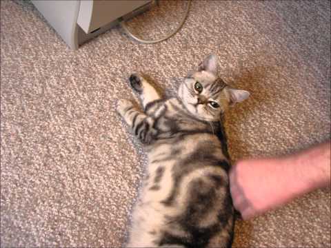 R.I.P. Tigger - A Video Tribute featuring Gone by RZA