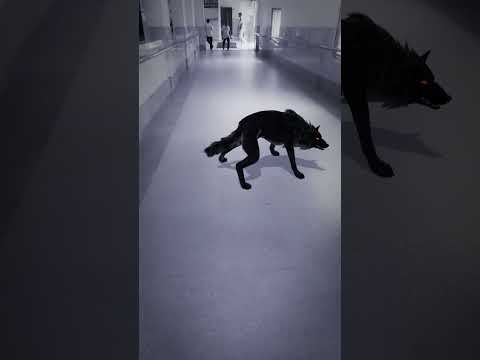 wolf 🐺 in village part 134 #wolf #wildlife #scary #relaxinwolf #nature #forest