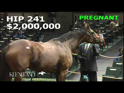 Hip 241, Star Billing - 2013 November Breeding Stock Sale