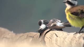 preview picture of video '26.9.13 Hirondelle à ailes blanches (Tachycineta albiventer, White-winged Swallow)'