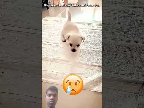 Cute puppy 🥰🥰 like subscribe #short #viral #art #cat #drawing