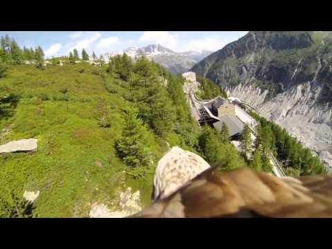GoPro Eagle Flying to STAR WARS Music