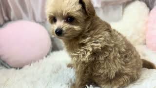 ハーフ犬の動画01