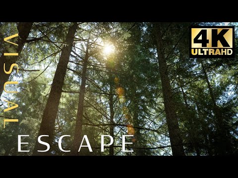 Relax with 7hrs of Wind Through Trees | Rogue River Canyon Oregon | Ambient Calming Sounds for Sleep