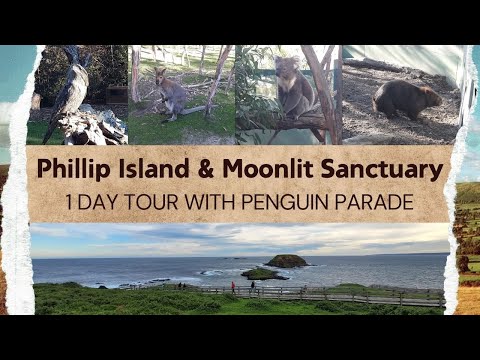 Things to do in Phillip Island | Day Trip from Melbourne | Wildlife | Scenic Views | Penguin Parade