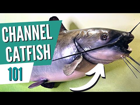 All About Channel Catfish (in 5 MINUTES)