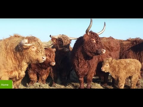 Kurzfilm: Pensions-Empfehlung; Hirschhof-Hildebrandt; Freyenstein; Brandenburg