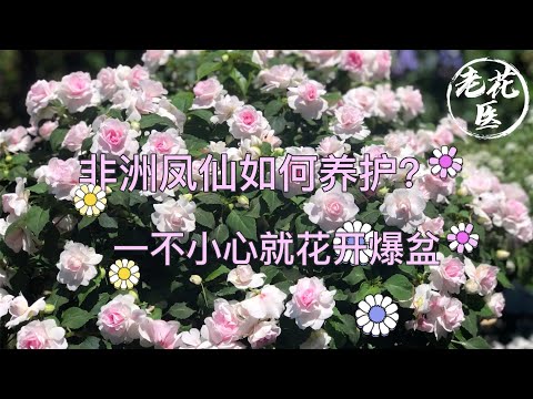 重瓣鳳仙