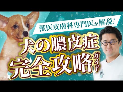 犬の主な皮膚病