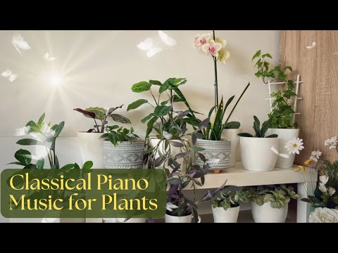 Classical Music for Plants Growth; Relaxing Piano for Plants & Plant Lovers