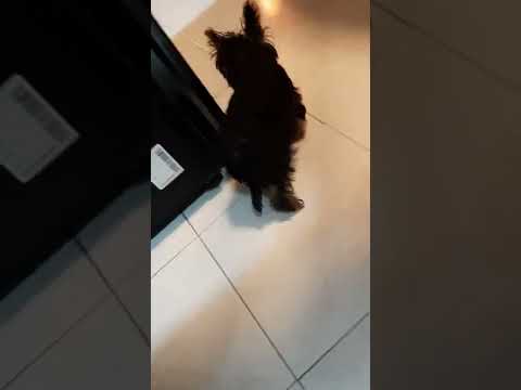 Con pilas nuevas mi preciosa Chayito, Chars, Chayotito 🥰👏👏👏