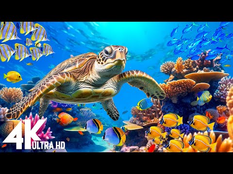 [NEW] 3HR Stunning 4K Underwater footage -Rare & Colorful Sea Life Video - Relaxing Sleep Music #10