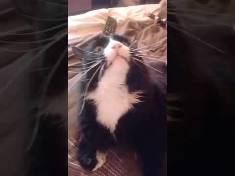 Cat Makes Funny Noises While Being Stroked || ViralHog
