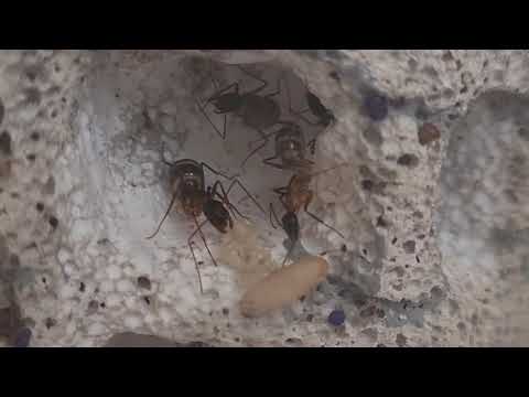 Camponotus fellah ant colony I AntOnTop