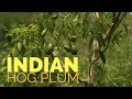 The Yellow Mobin The Fame Indian Hog Plum