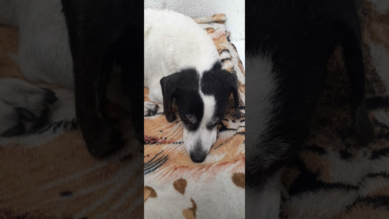 cachorro não come ,não bebe água só fica deitado.veja oque pode ser