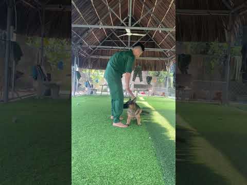 Video Trường Huấn Luyện Chó Cảnh, Chó Nghiệp Vụ Hùng Cường