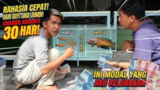 Download lagu FULL CAPITAL! I GROW CHANNA AURANTI IN UP TO 30 DAYS mp3