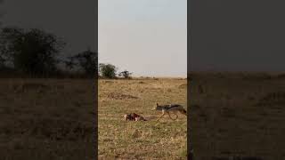 Antelope protects her calf from a jackal