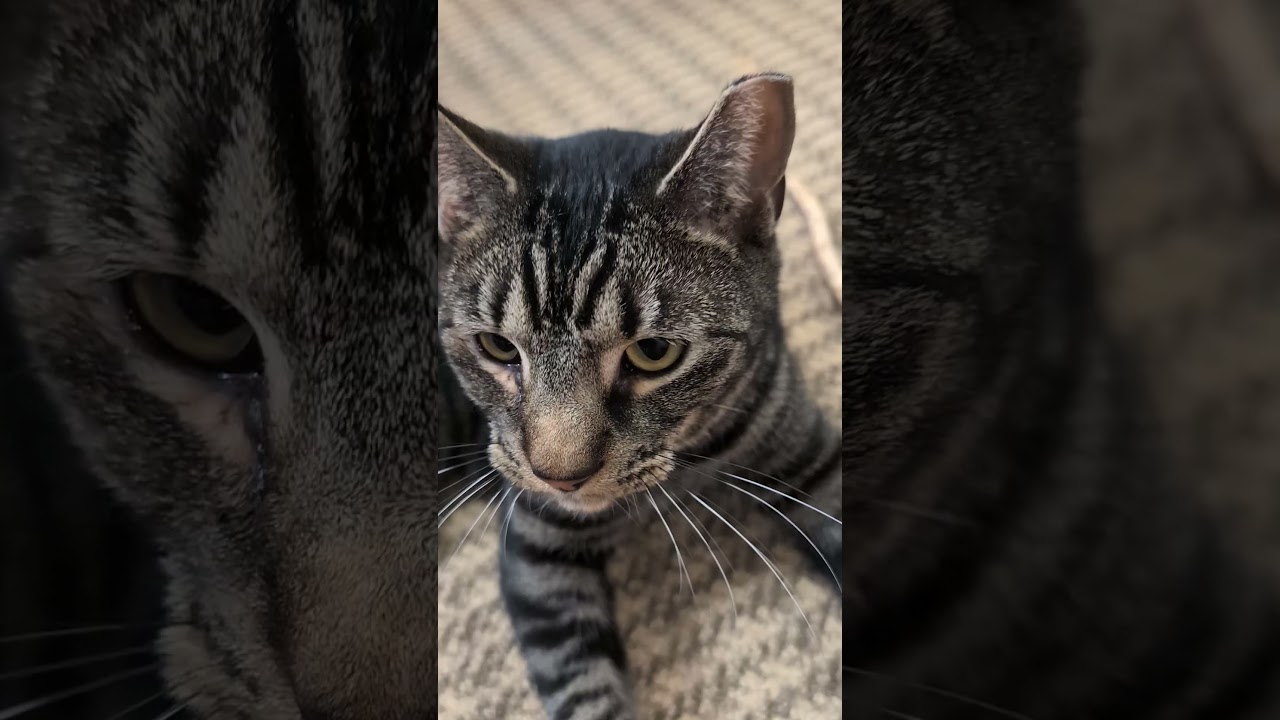 Enlarge Marcus, an adoptable mixed breed in Cedars, PA video 5/5