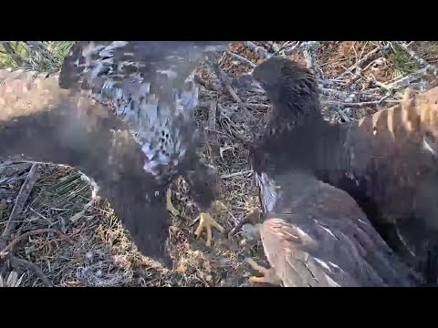 SWFL | Wing exercise competition between E19 & E20