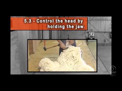 AWI Novice - Shearing Positions - The Neck and Last Side - Position and Control
