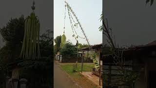 Download lagu janur kuning sudah melengkung,, penjor pernikahan #janurkelapa mp3