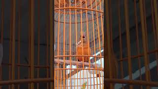 Download lagu Cucak Emas Papua Gacor Dor #cucakemas #cucakpapua #cucakemaspapua mp3