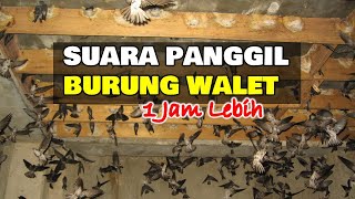 Download lagu Suara Panggil Burung Walet Terbaru 1 Jam mp3 Download lagu Suara Panggil Burung Walet Terbaru 1 Jam mp3