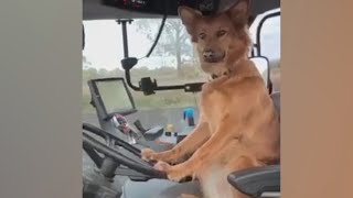 UNEXPECTED Videos , Meme Compilation #13 MQDEFAULT Thumbnail