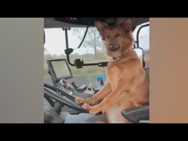 UNEXPECTED Videos , Meme Compilation #13 SDDEFAULT Thumbnail