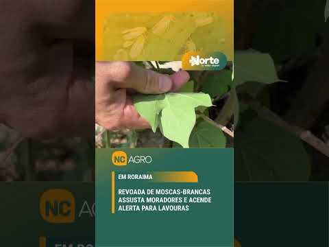 Uma verdadeira “nuvem” de moscas-brancas chamou a atenção dos moradores de Alto Alegre em Roraima.